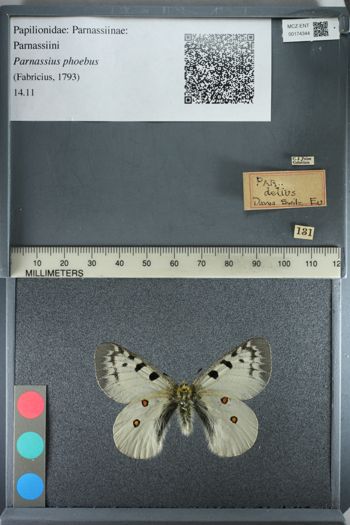Media type: image;   Entomology 174344